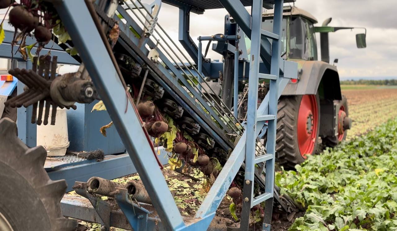 Энгельсский район продолжает удерживать лидерство по сбору овощей и картофеля